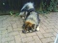 filou (31)